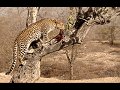 1091 - leopard with carcass - TOFT David - england